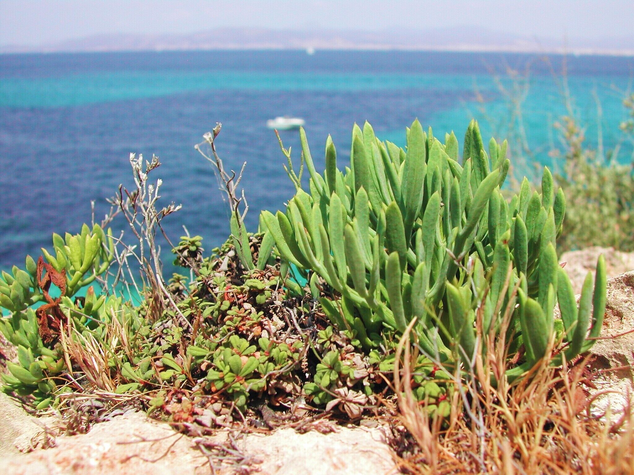 Sea fennel over Cala Blava Rocks(crithmum maritimum), Mallorca.