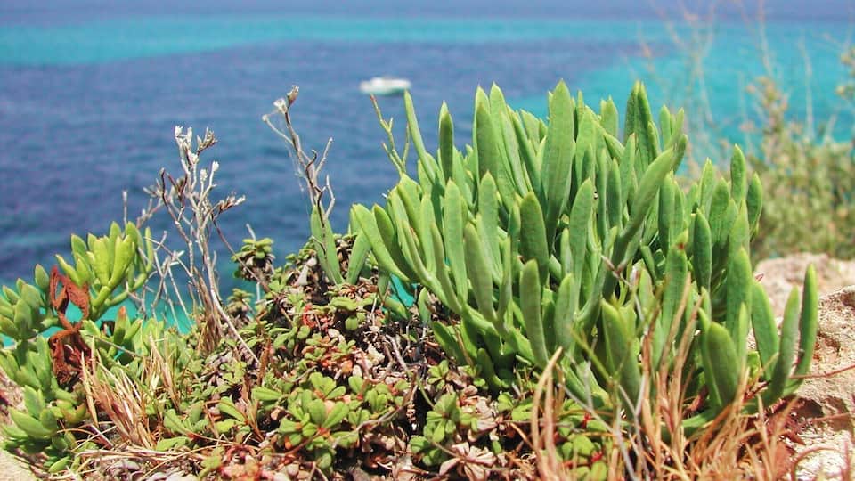 Sea fennel over Cala Blava Rocks(crithmum maritimum), Mallorca.
