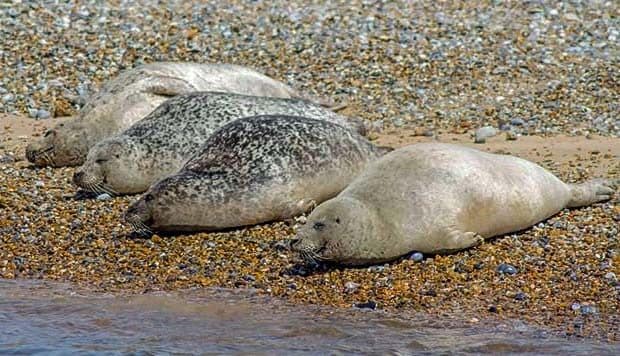 Seals resting on a pebbly beach.