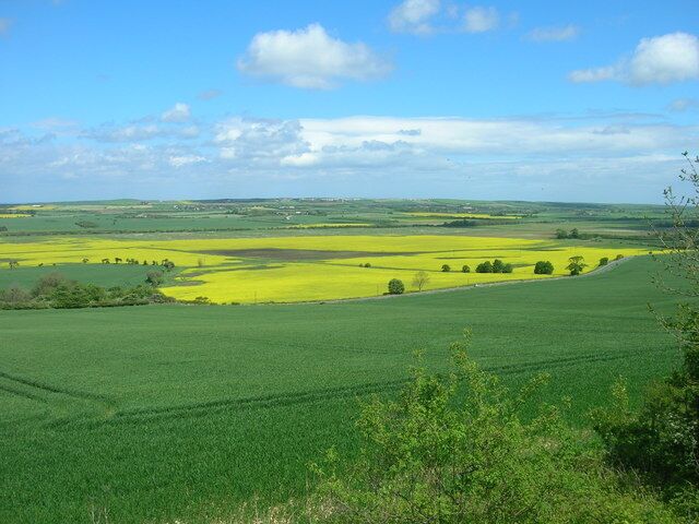 A vast green field with a yellow crop in the distance, under a clear blue sky.