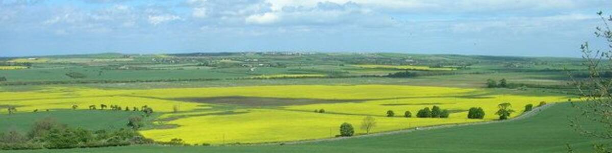 Ein weites, grünes Feld mit einem gelben Feld weiter hinten, unter blauem Himmel.