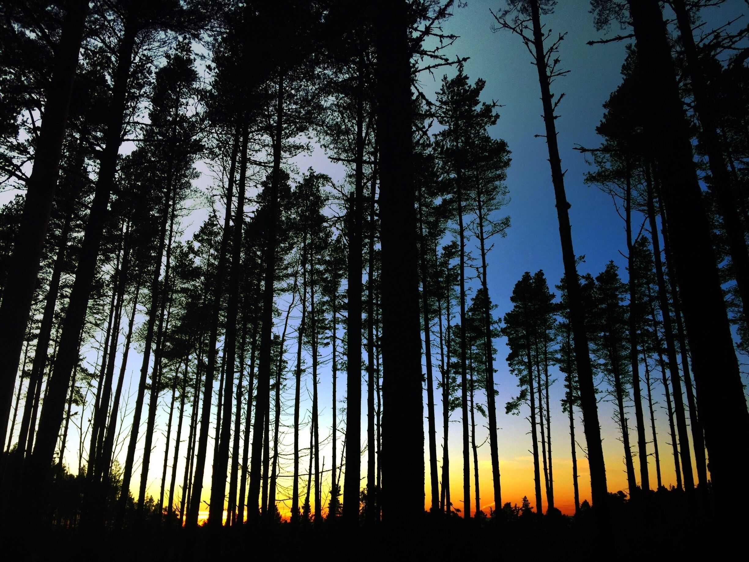 Daviot woods, inverness #goldenhour