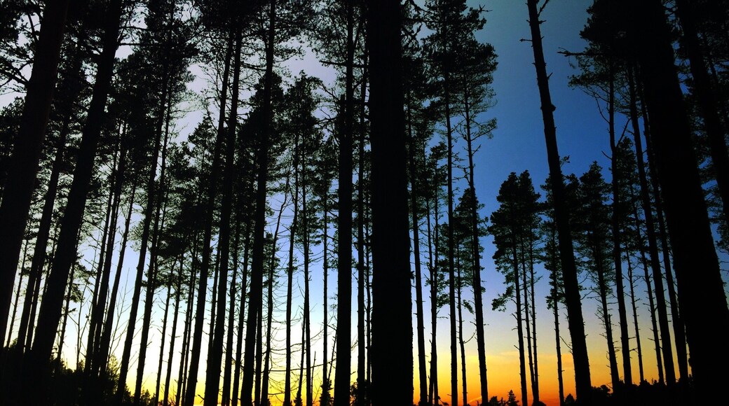 Daviot woods, inverness #goldenhour