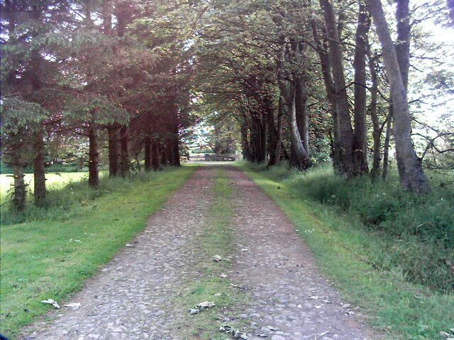 Tree Lined Drive Driveway to Newbigging of Leslie.