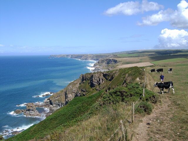 Cows overlooking coast Fantastic view over cornish coast