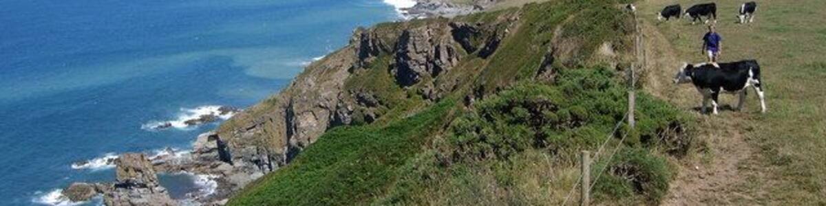 Cows overlooking coast Fantastic view over cornish coast
