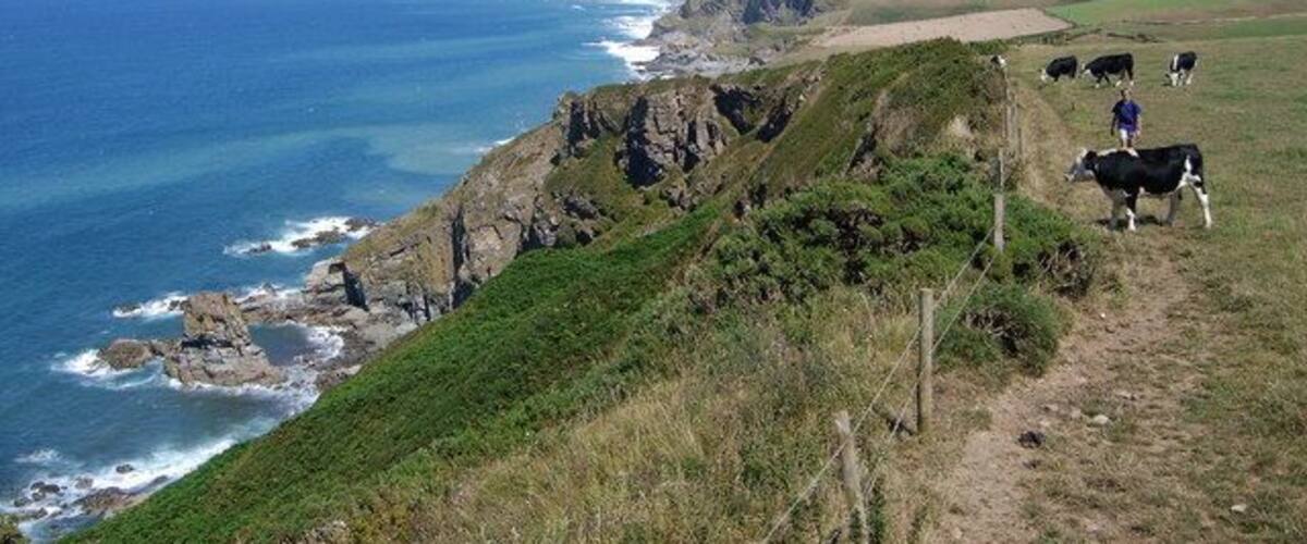 Cows overlooking coast Fantastic view over cornish coast