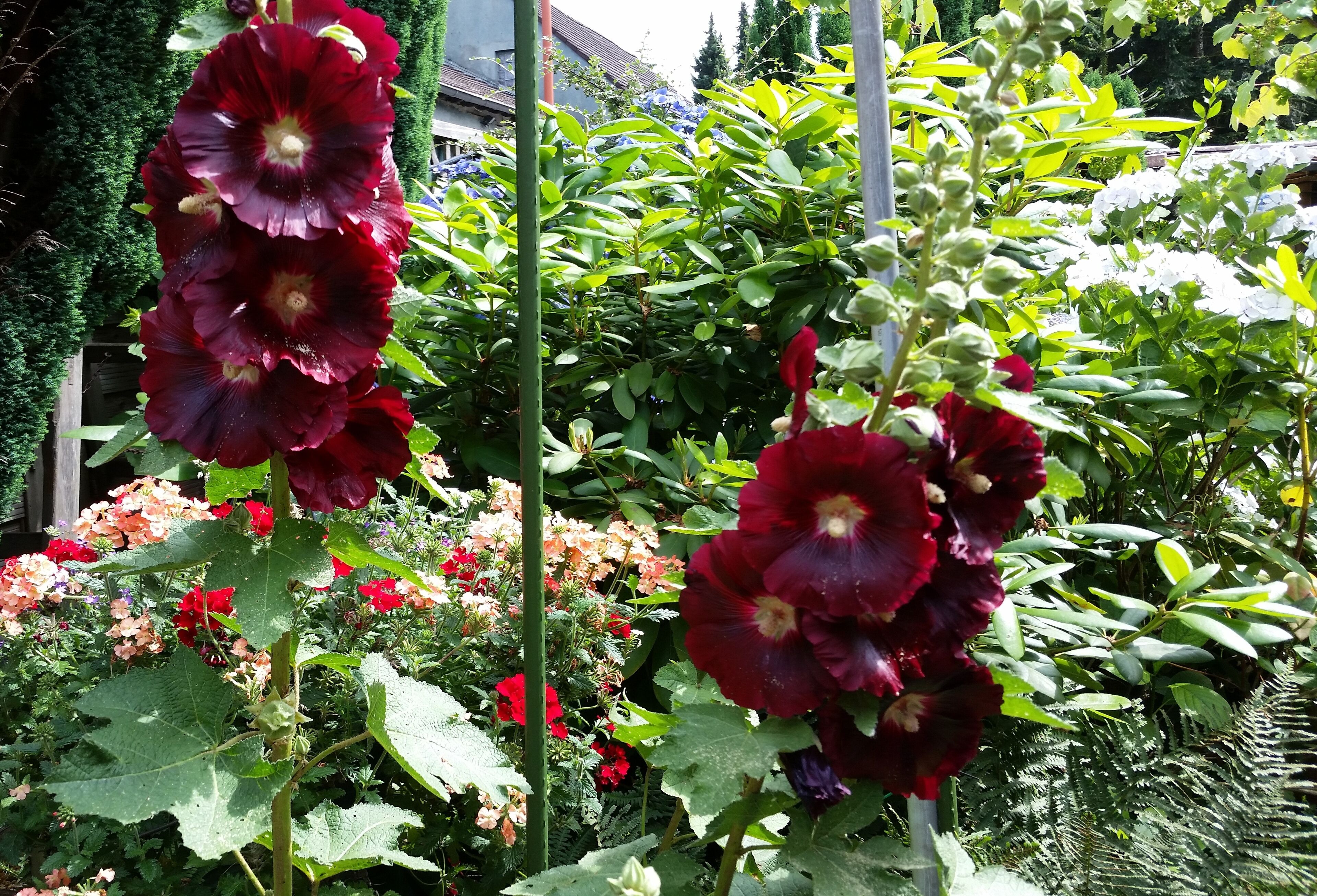 Zierpflanzen im Ruhrgebiet, Sommer 2016