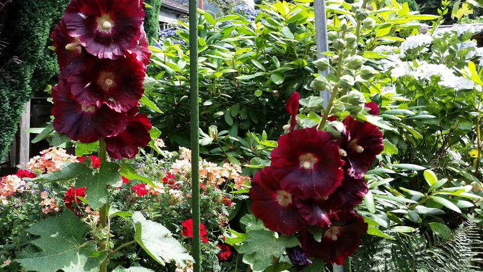 Zierpflanzen im Ruhrgebiet, Sommer 2016