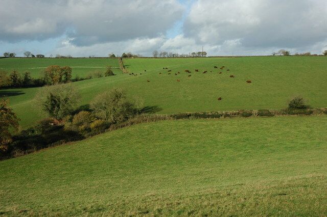 Cattle grazing near Serstone Farm Viewed from the A3072.