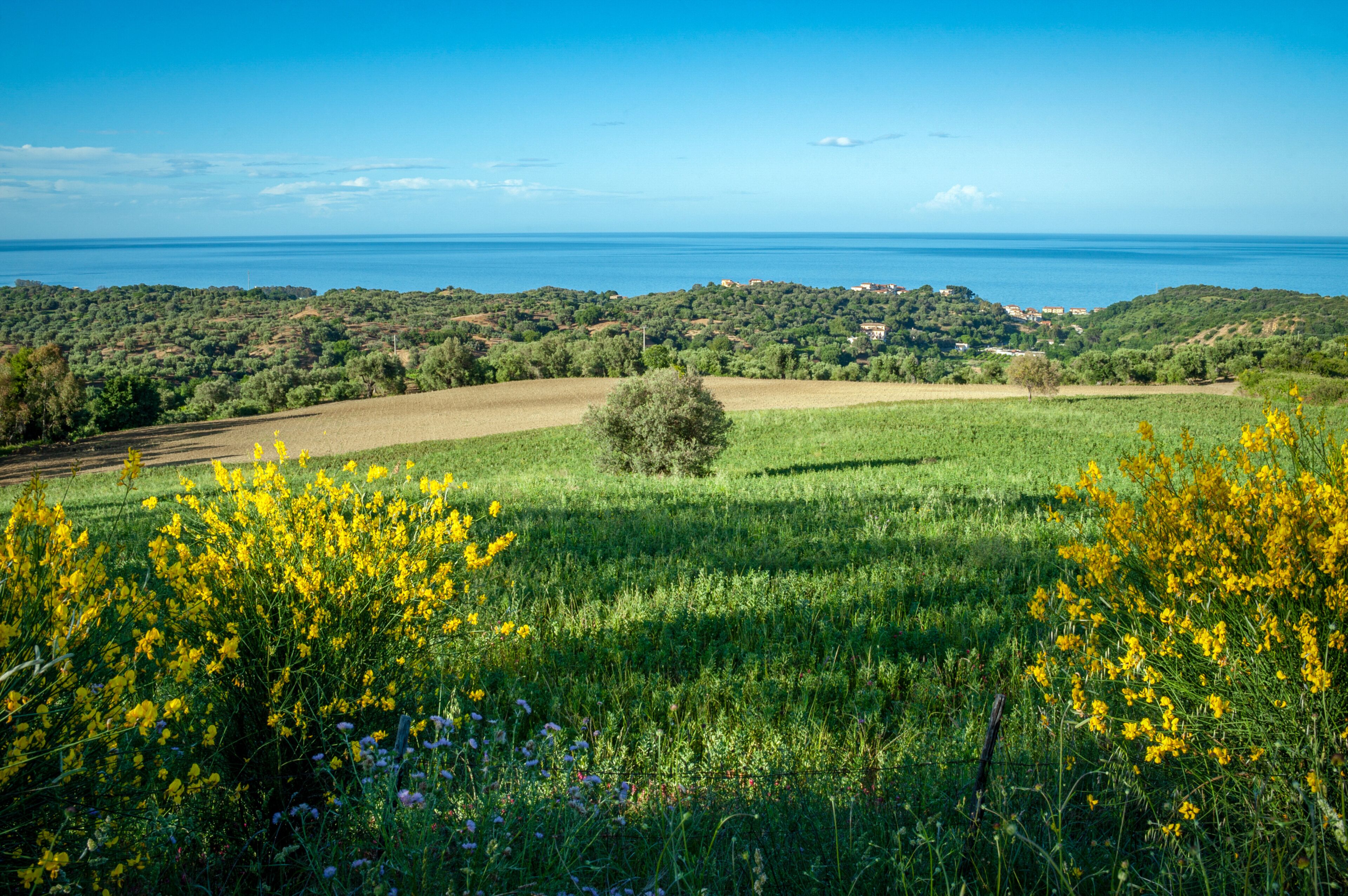 A coastal landscape with fields, trees, and a view of the sea.