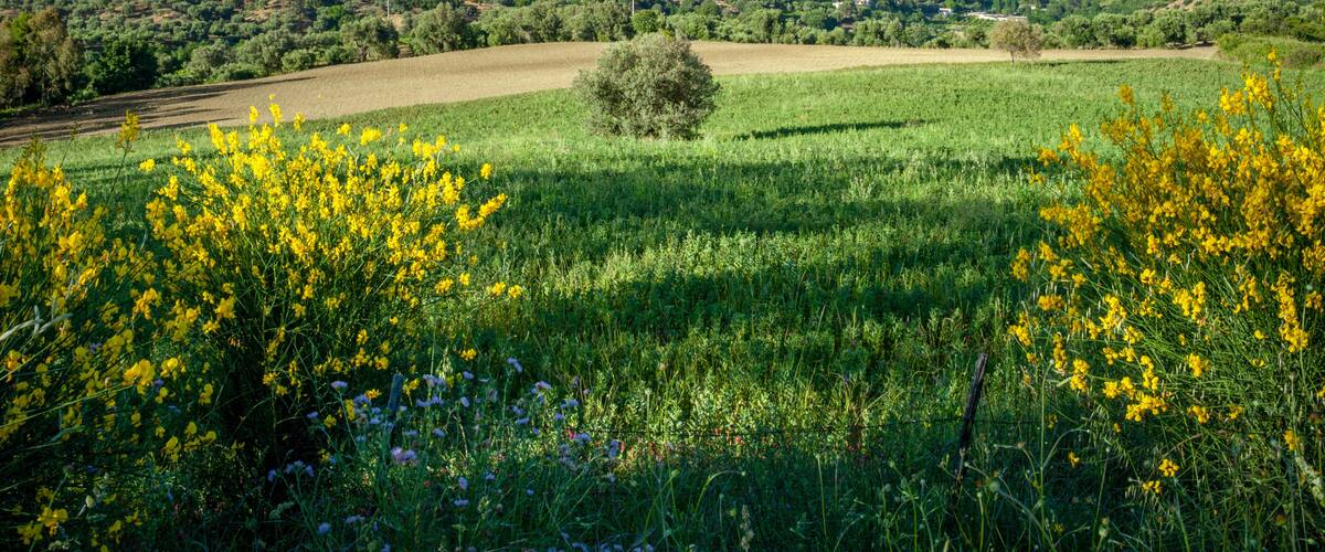 A coastal landscape with fields, trees, and a view of the sea.
