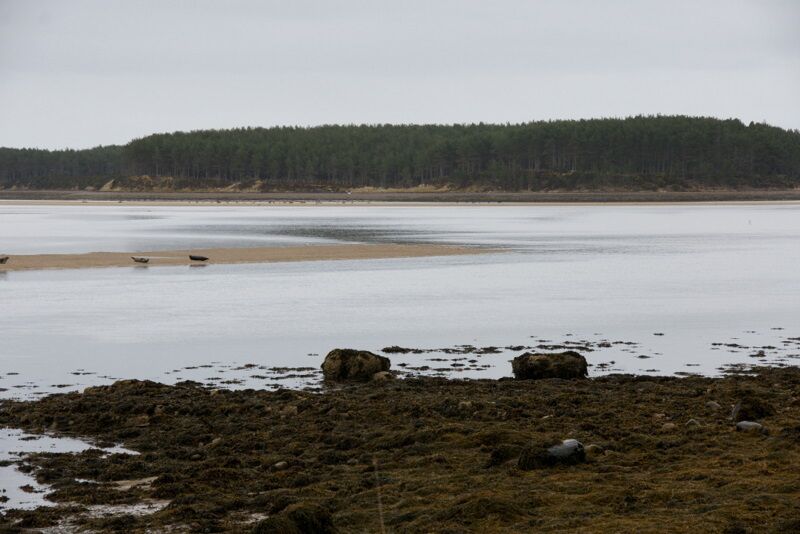 Loch Fleet Looking across a sandbank with a few seals on it towards the forest beside Littleferry.