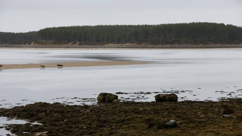A coastal landscape with a sandy beach, rocky foreground, and a forest in the background.