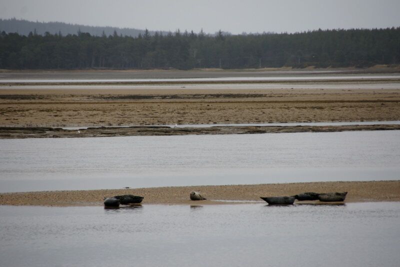 Seals, Loch Fleet A few Common Seals (Phoca vitulina) on a sandbank.