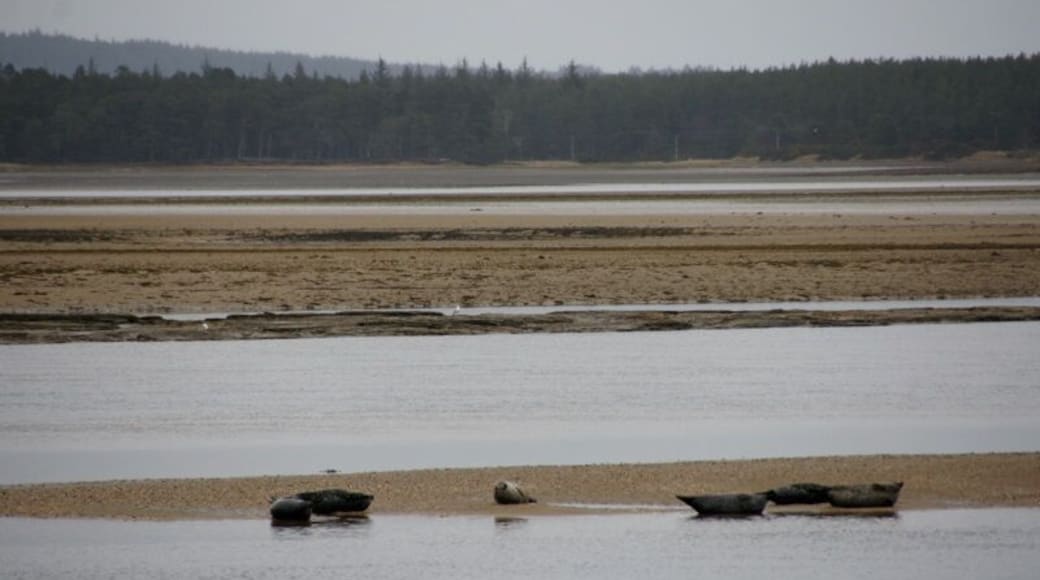 Seals, Loch Fleet A few Common Seals (Phoca vitulina) on a sandbank.