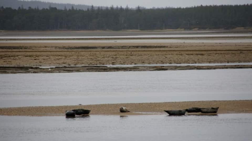 A river with boats on the shore and a forest in the background.