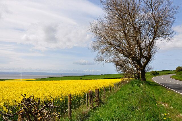Field of Rapeseed (Brassica napus) - St Athan Turning in the opposite direction to that of a previous photograph provides another perspective of the power of the colouration of the plant to contrast with that of its environment.