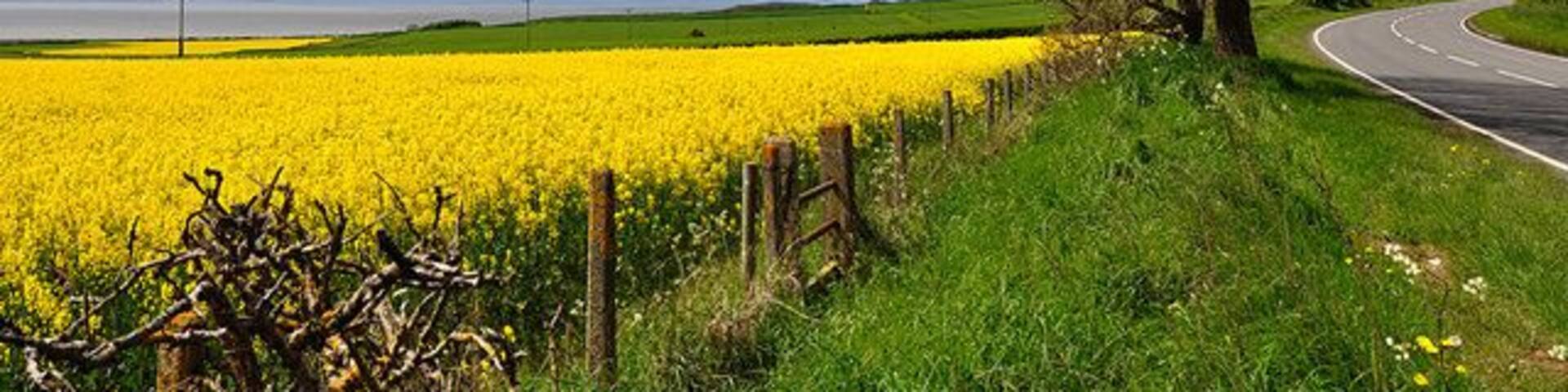 A rural landscape with a field of yellow flowers, a winding road, and a leafless tree.
