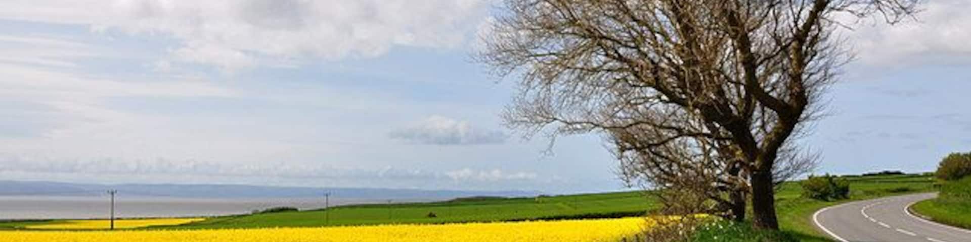 Paisagem rural com um campo de flores amarelas, uma estrada sinuosa e uma árvore sem folhas.
