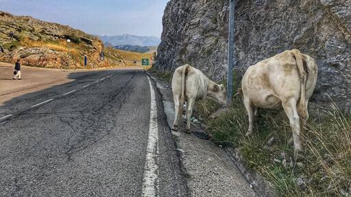 border in the Spanish Pyrenees where the cattle descends from the mountain to the villages because the winter is coming