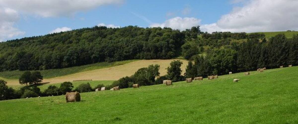 A green field with hay bales and sheep grazing.