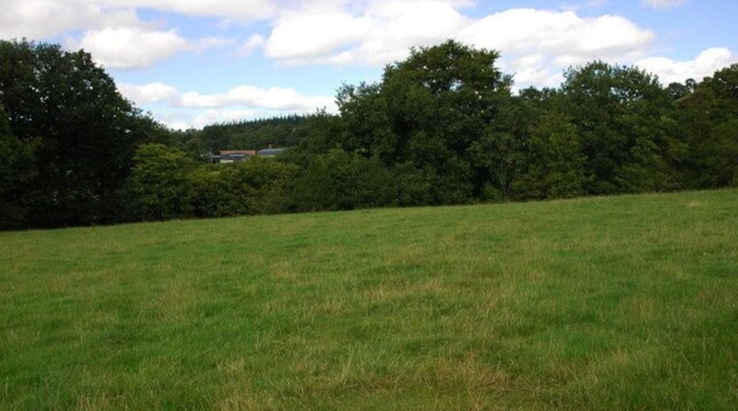 Field near Bwlch-y-ffridd Gilfach can be seen beyond the hedge on the far side of the field.