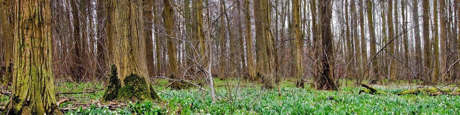 Spring Snowflake in the German Wood