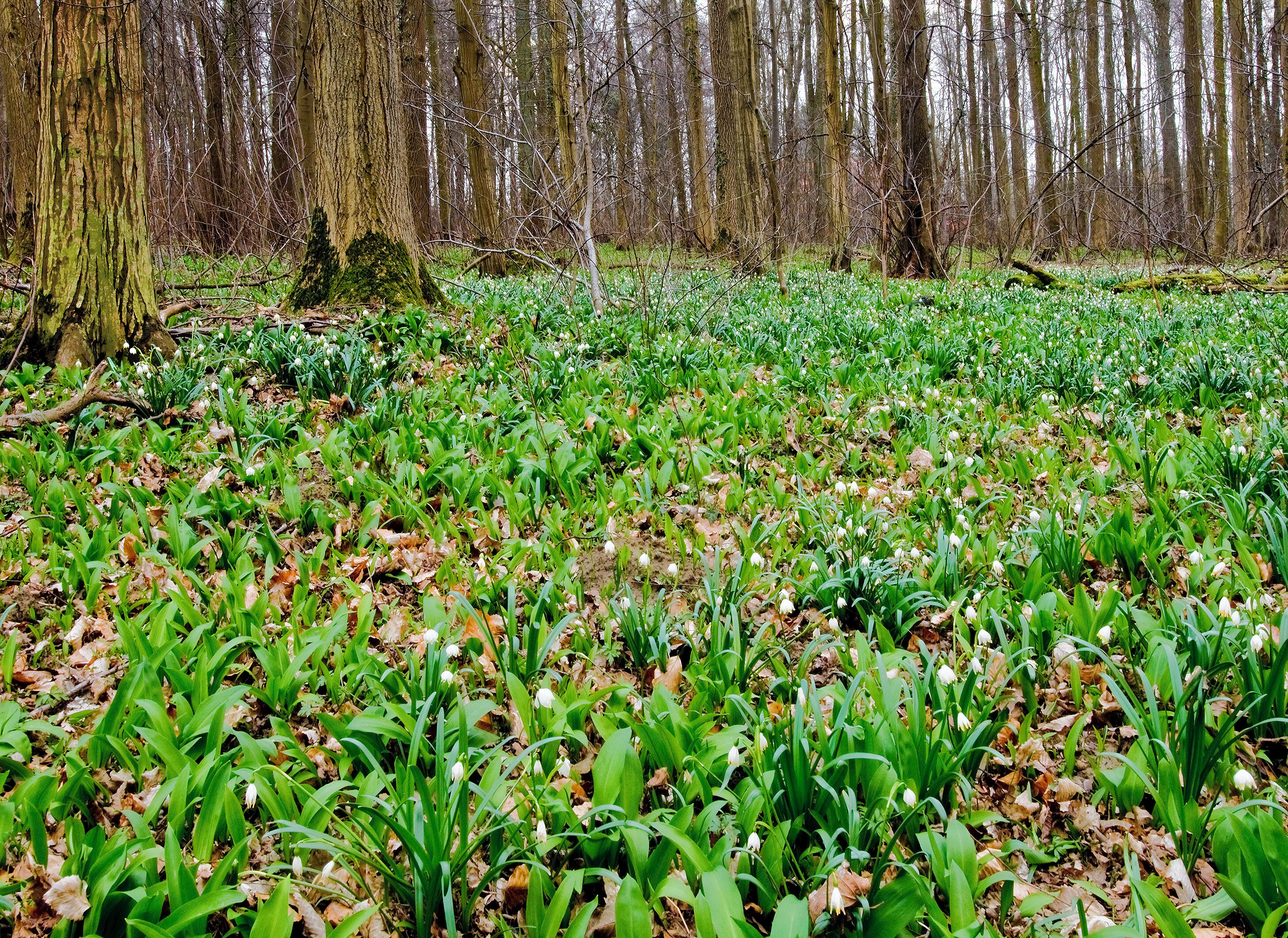 A forest with green foliage and white flowers on the ground.