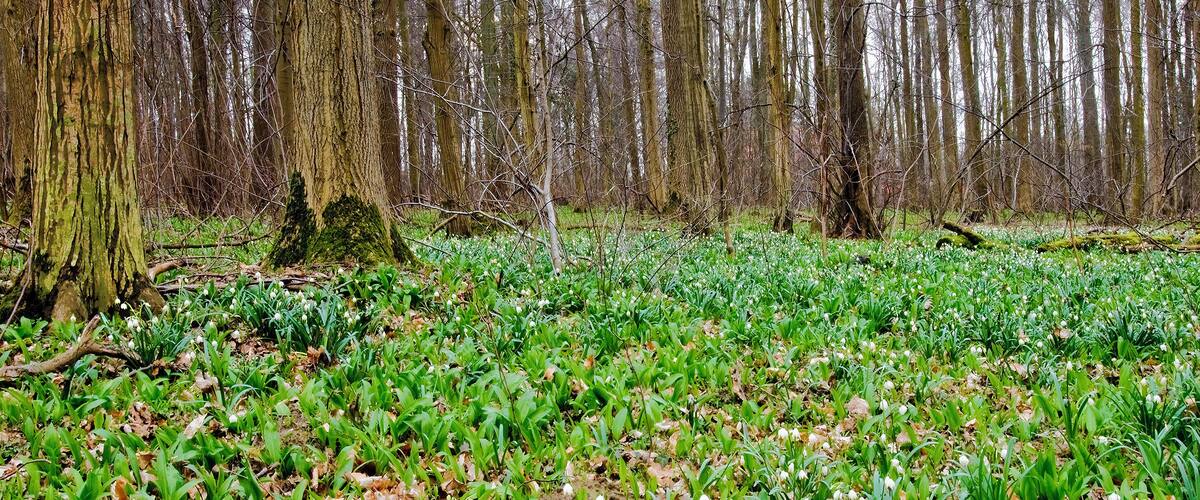 A forest with green foliage and white flowers on the ground.