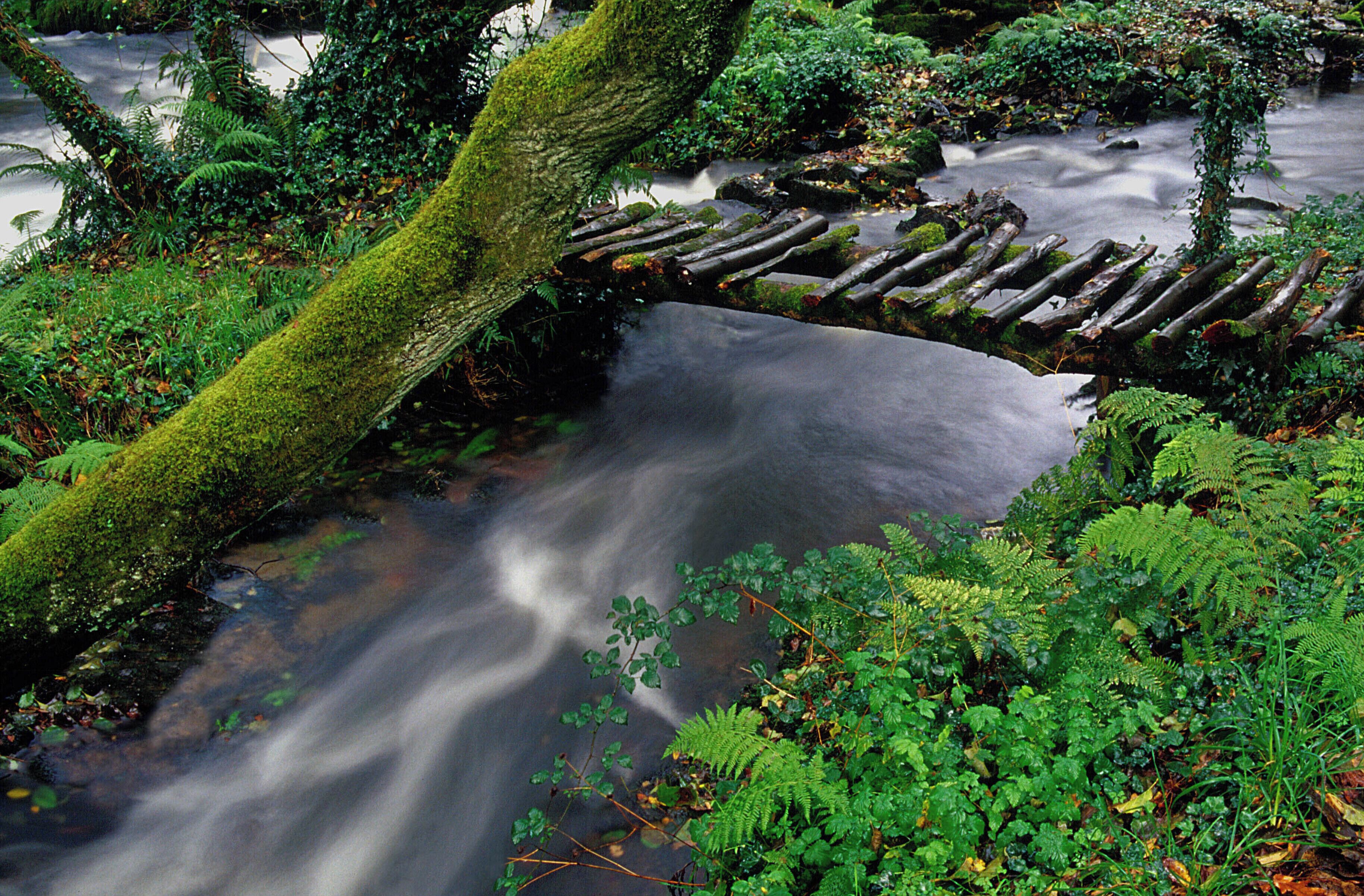 A moss-covered log bridge over a gently flowing stream surrounded by lush greenery.