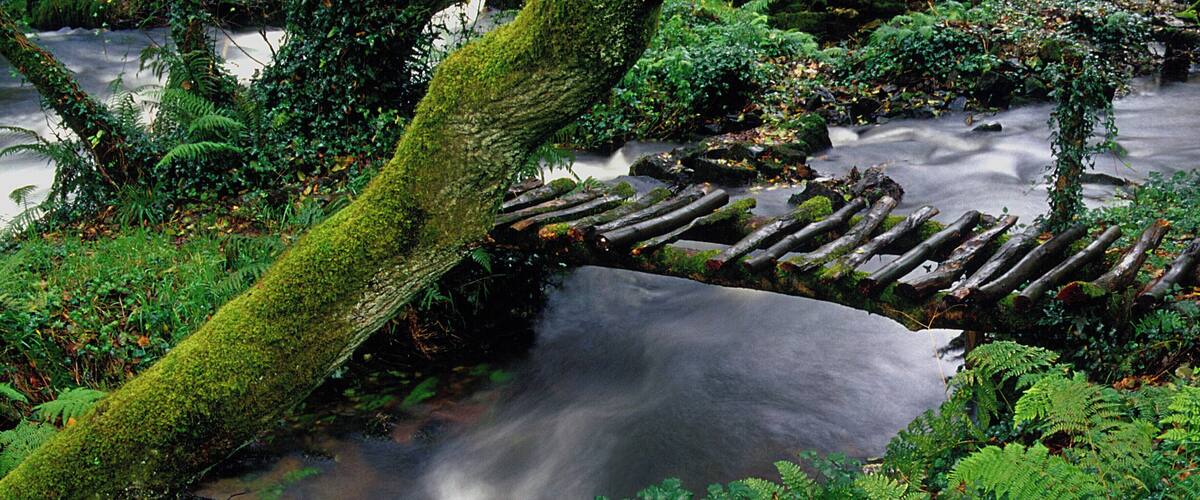 A moss-covered log bridge over a gently flowing stream surrounded by lush greenery.
