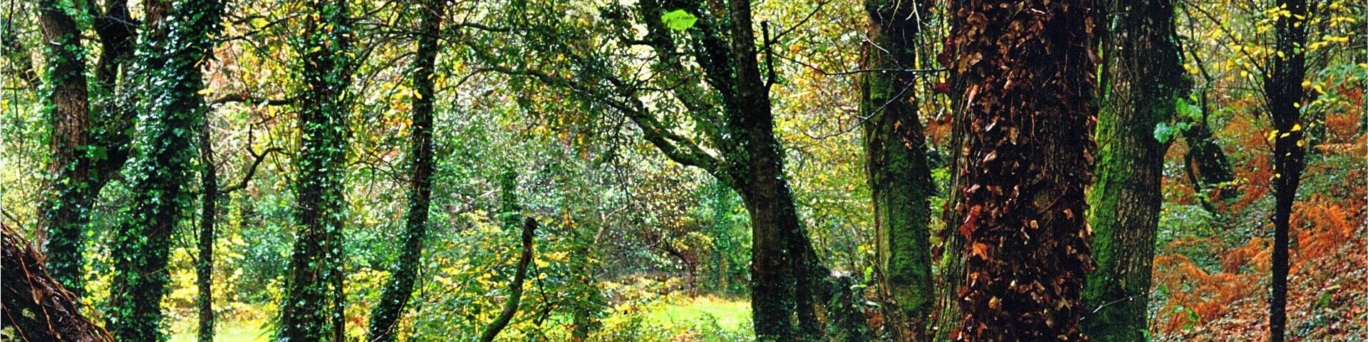 A forest with a stream, fallen leaves, and moss-covered trees.