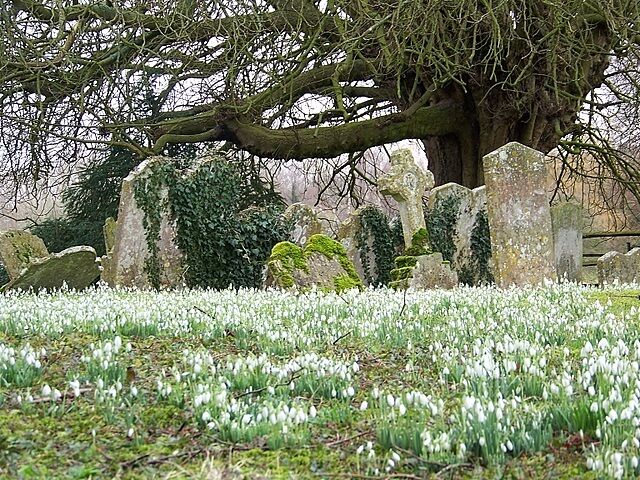 Snowdrops, Abbotts Ann The churchyard at St Mary's Church with its carpet of snowdrops.