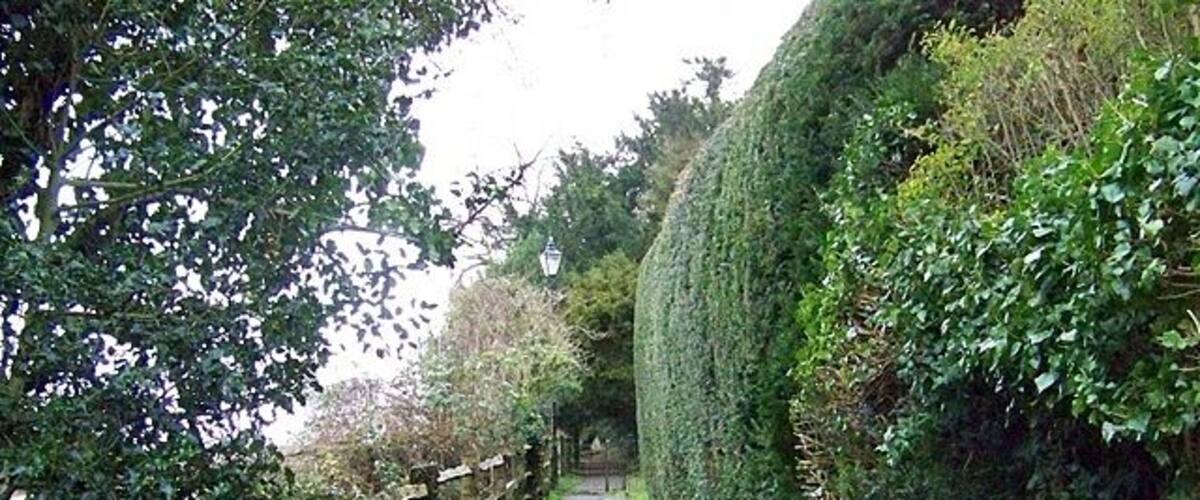 A narrow, paved path flanked by wooden fences and dense greenery.