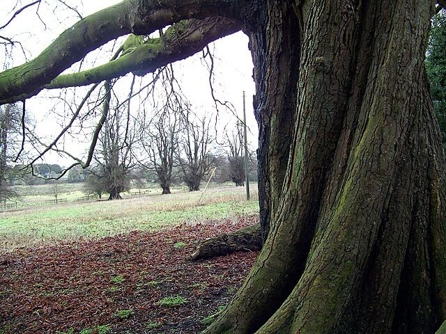Tree, Abbotts Ann This beautiful tree with a twisted trunk stands beside the footpath to the church.