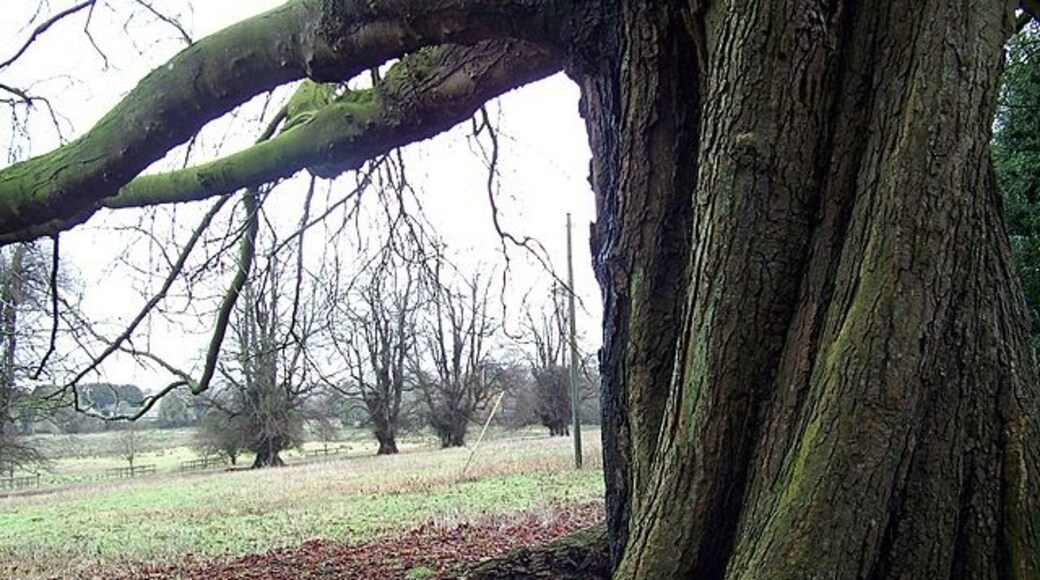 Tree, Abbotts Ann This beautiful tree with a twisted trunk stands beside the footpath to the church.