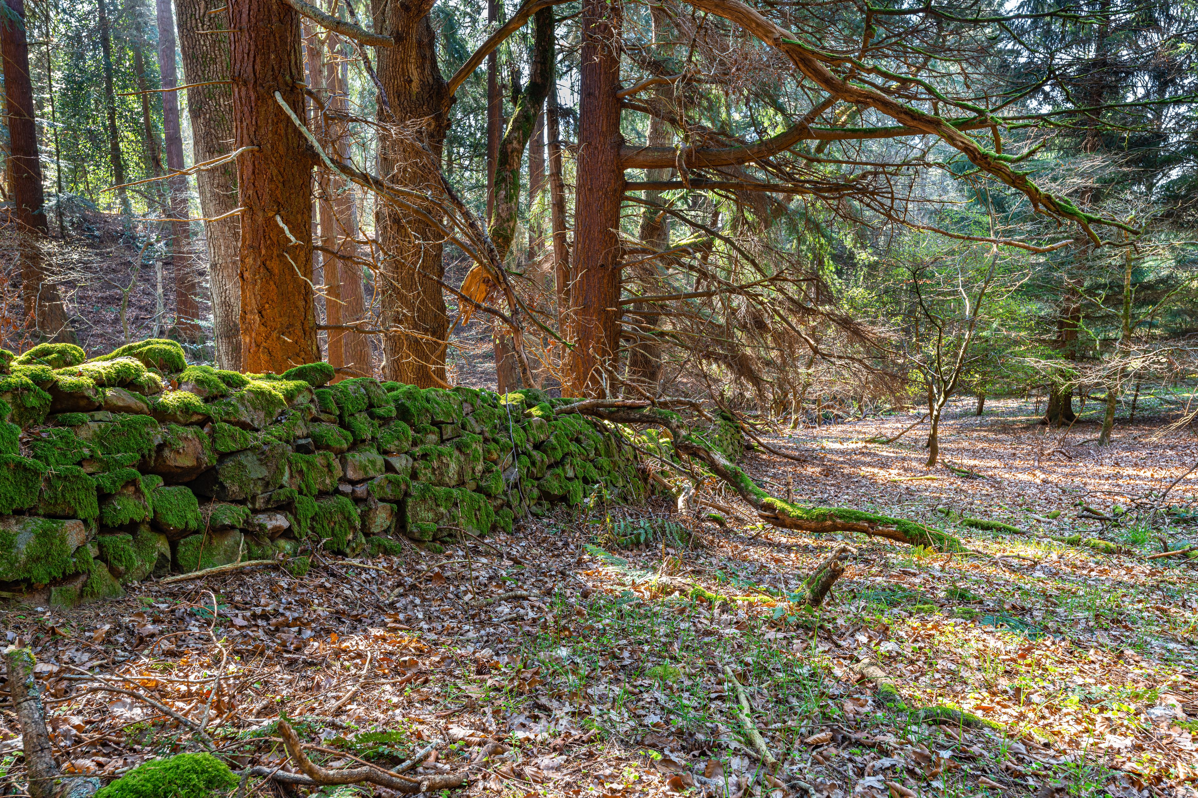 A forest with a moss-covered stone wall and fallen trees.