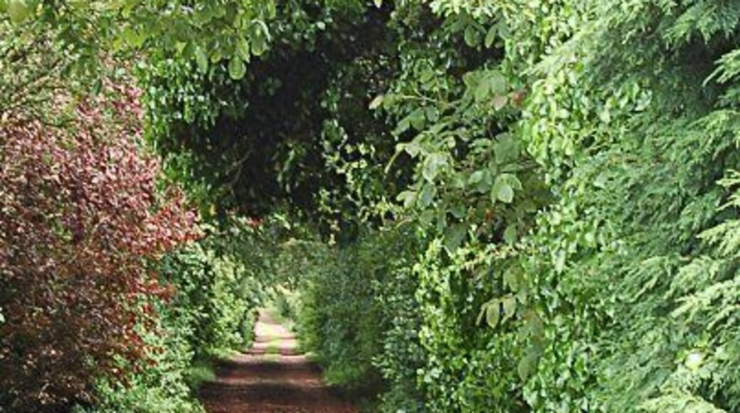 Drive to Castle Cynicus Martin Anderson was born in 1854 at nearby Leuchars and went on to make his name and fortune as an artist and postcard printer and designer at Tayport just down the road. From the profits he and his sister built a fine house at the top end of this tree lined drive in Balmullo. The locals thought it was so fine they called it Castle Cynicus after his pen name. He died in poverty in 1932 and his house was demolished in 1939. Today little remains but this drive and a modern place name in the village.