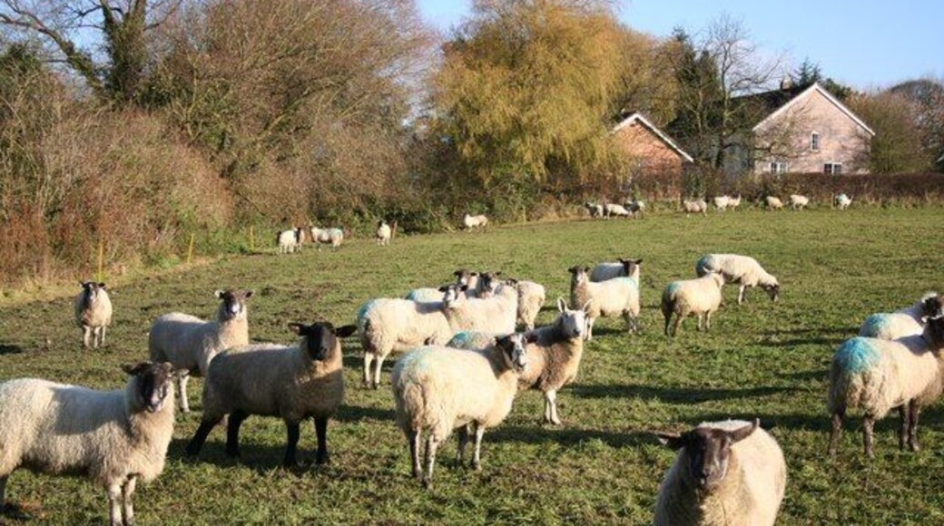 Benniworth sheep Sheep grazing near St.Julian's church at Benniworth