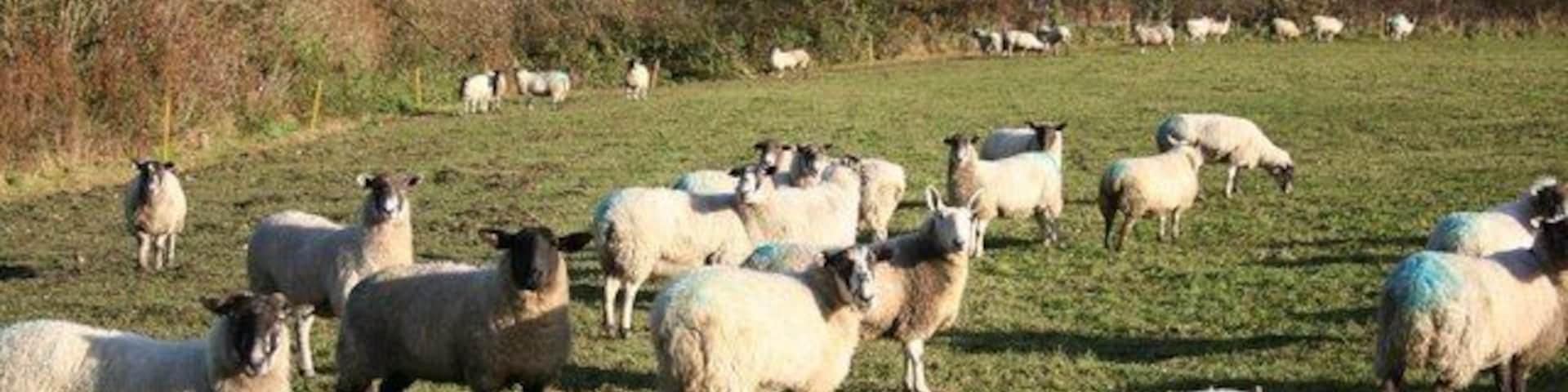 Benniworth sheep Sheep grazing near St.Julian's church at Benniworth