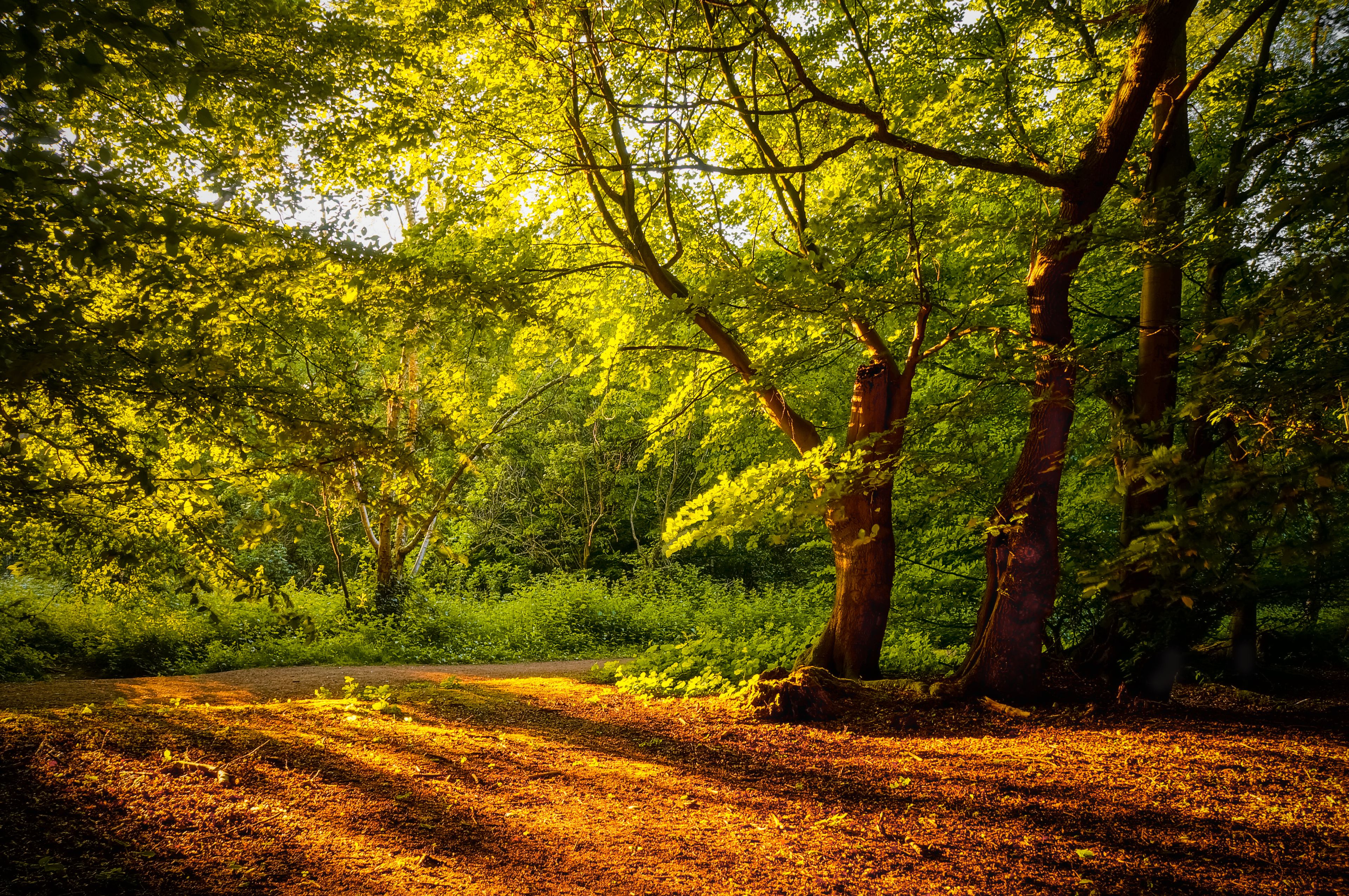 A forest with a dirt path.