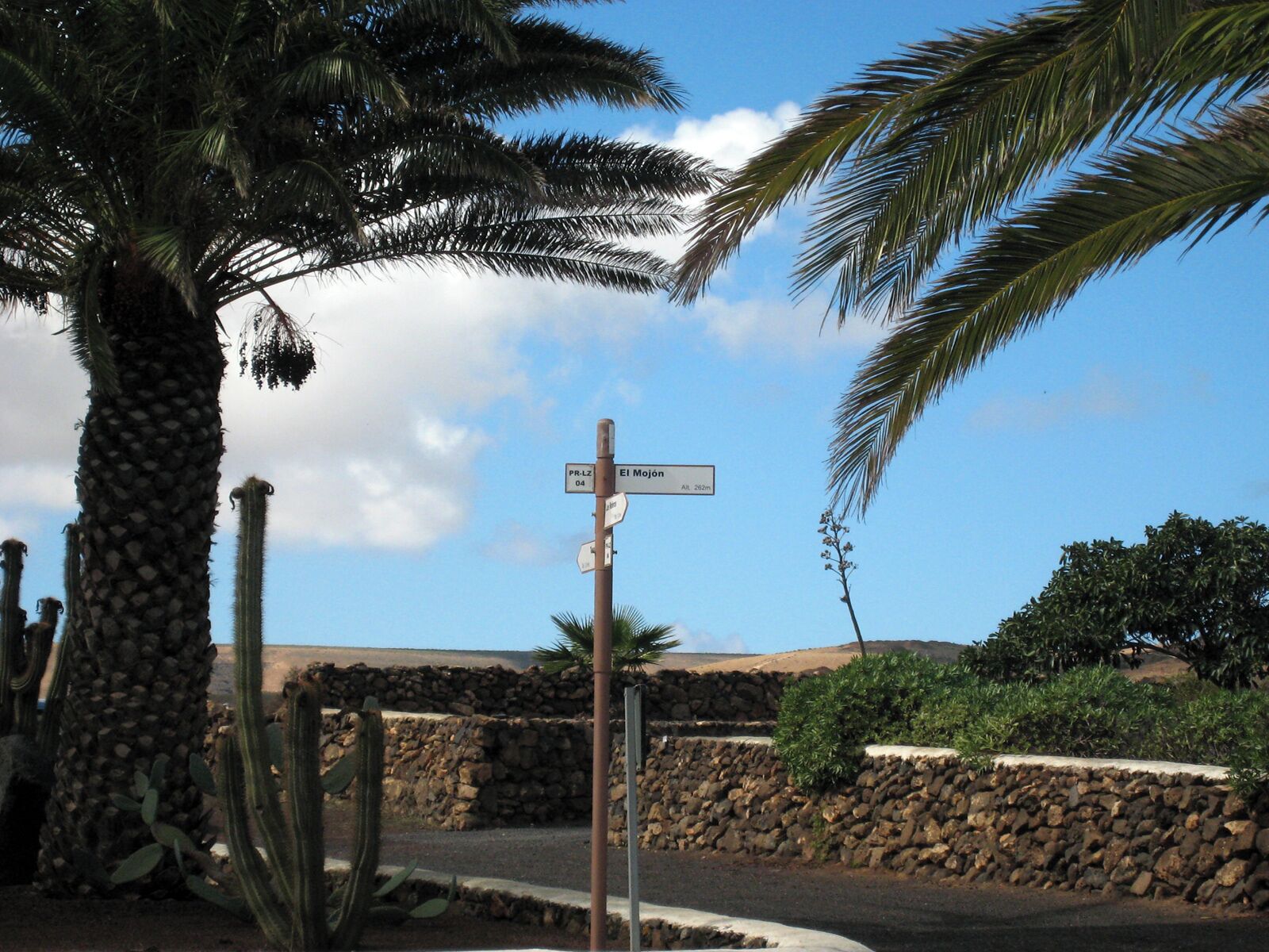A desert landscape with a stone wall, cacti, and a palm tree.