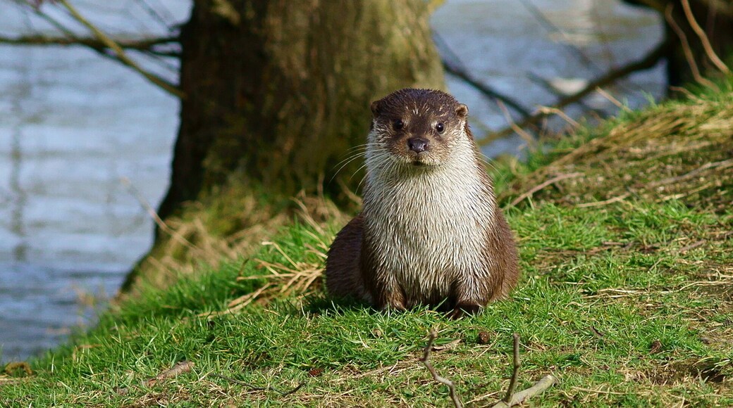 At the British Wildlife Centre, Newchapel, Surrey, 'Emmy' relaxes in her enclosure. She had just been fed, but was wondering whether more food was imminent.