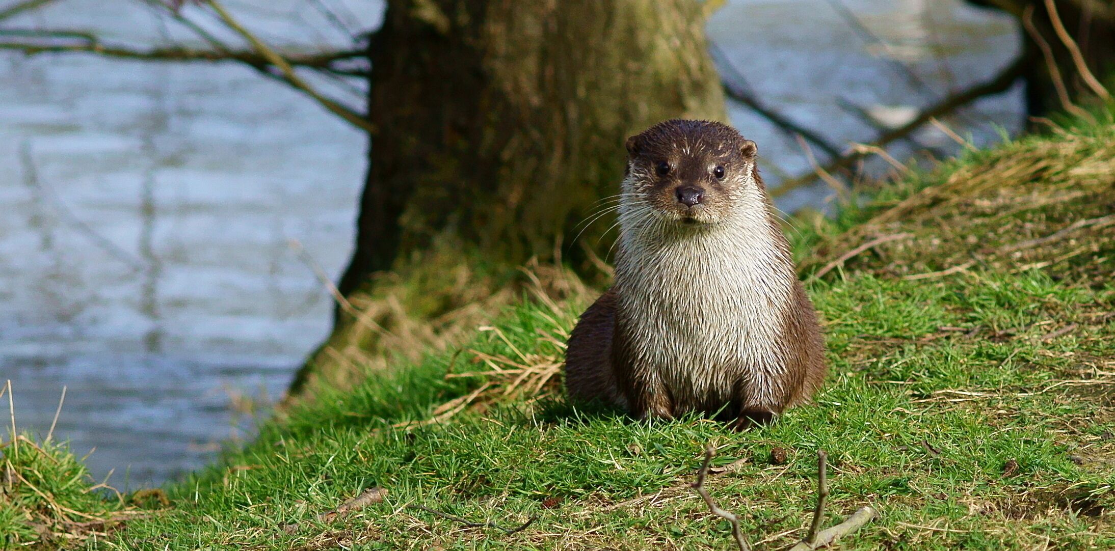 An otter sitting on grass near a tree and water.
