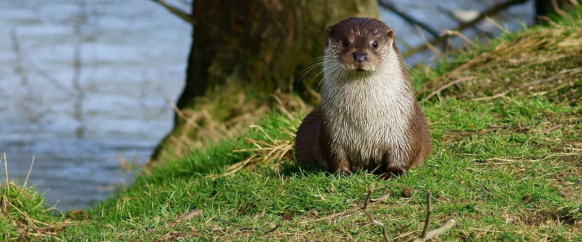 An otter sitting on grass near a tree and water.