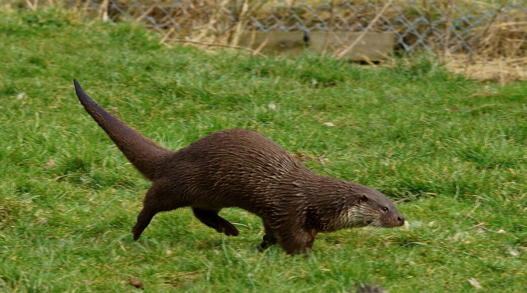 Seen at the British Wildlife Centre, Newchapel, Surrey. 'Grace' seemed to be enjoying the warmer weather. Whilst I couldn't get her to pose for me, she kept coming up to say "Hello!", jumping into the pond for a swim, and charging around in her enclosure.