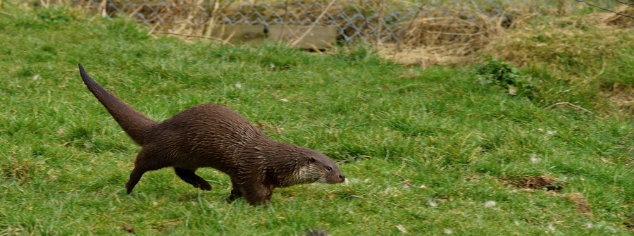 Seen at the British Wildlife Centre, Newchapel, Surrey. 'Grace' seemed to be enjoying the warmer weather. Whilst I couldn't get her to pose for me, she kept coming up to say "Hello!", jumping into the pond for a swim, and charging around in her enclosure.