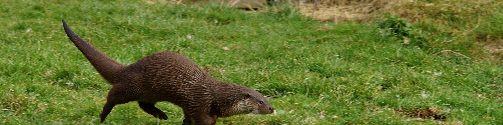 Seen at the British Wildlife Centre, Newchapel, Surrey. 'Grace' seemed to be enjoying the warmer weather. Whilst I couldn't get her to pose for me, she kept coming up to say "Hello!", jumping into the pond for a swim, and charging around in her enclosure.