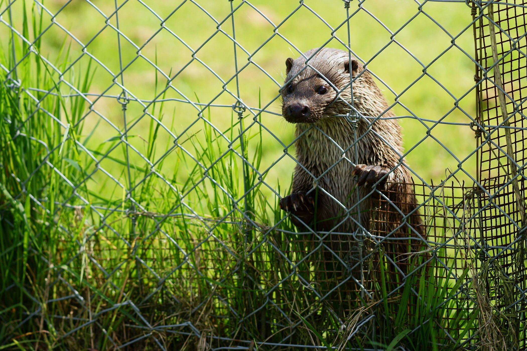 At the British Wildlife Centre, Newchapel, Surrey, 'Grace' waits for food whilst the Keeper's talk takes place in the adjacent enclosure.